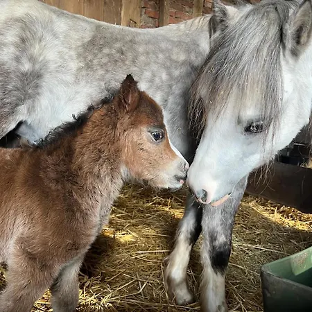 Tiny House Auf Pferdehof *