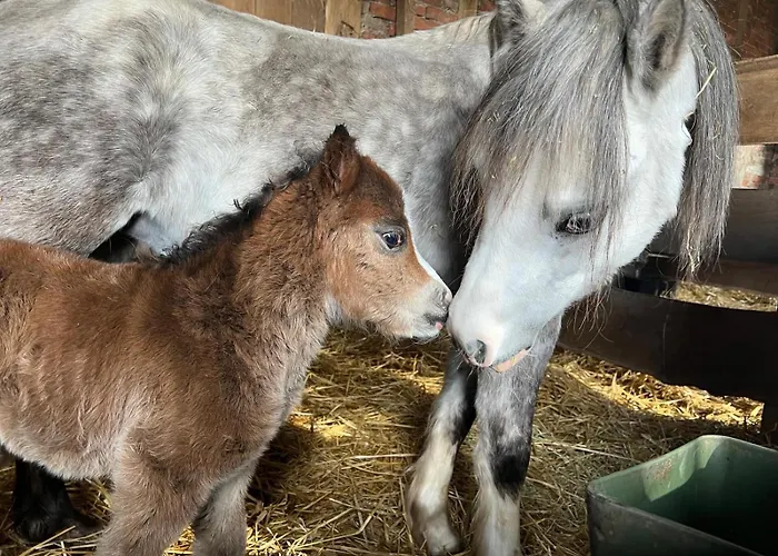Tiny House Auf Pferdehof *